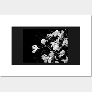 Black and White Magnolia Photography Posters and Art